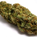 350Cannabis